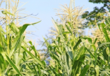 Da li će se nešto promeniti sa osiguranjem poljoprivrednika?